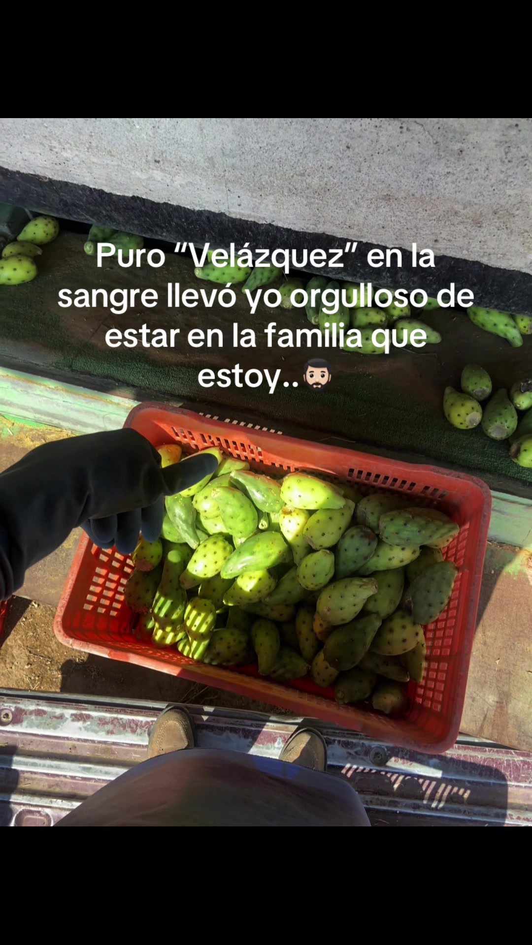 @M.V