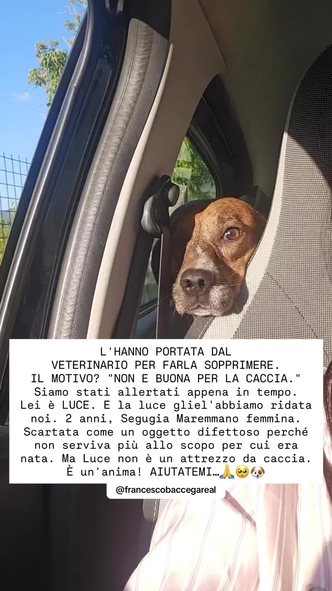 @francescobaccegareal