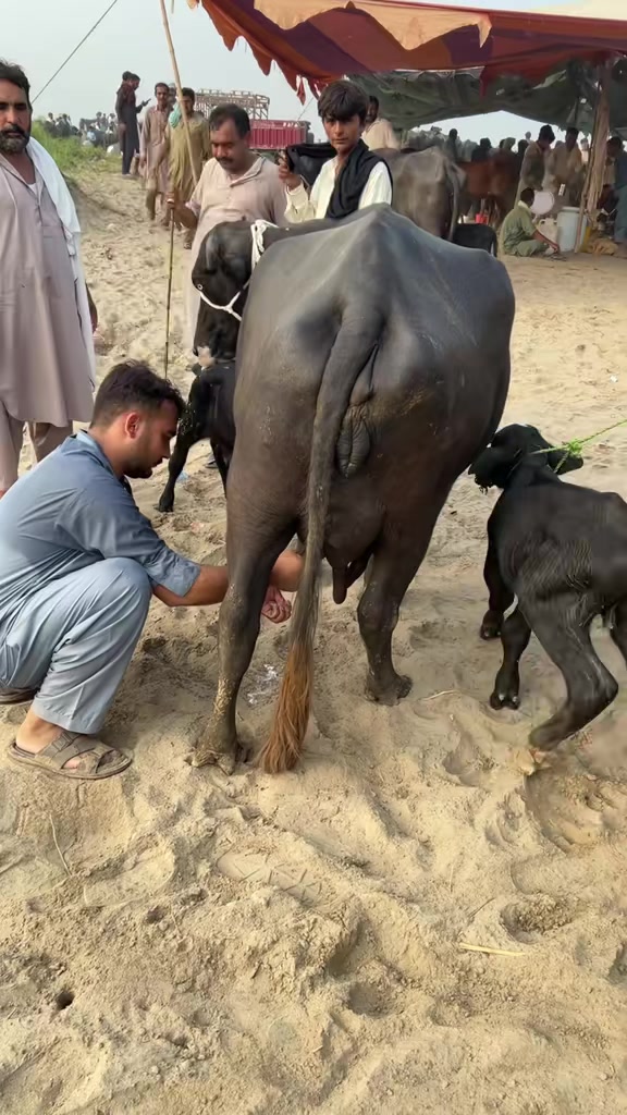 @💖🐄یوسف خان گوندل الہ 💖🐄