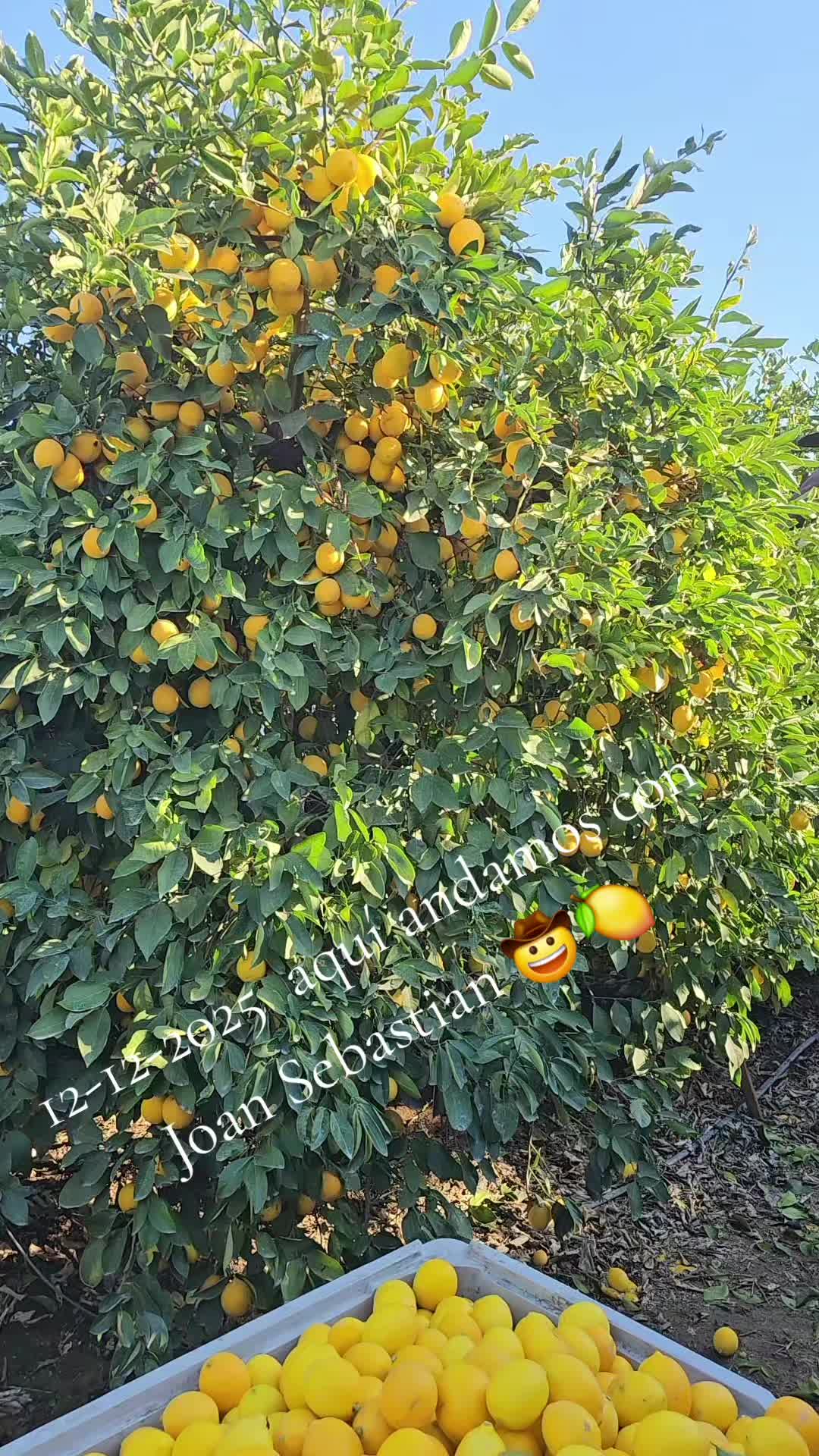 @fulgencio🤠