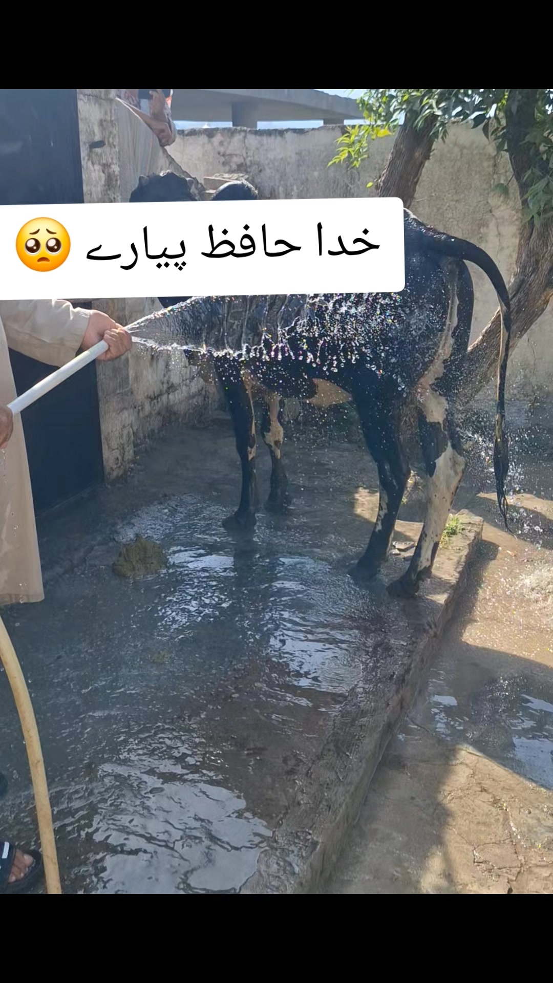 @A͎h͎s͎a͎n͎_kashmiri