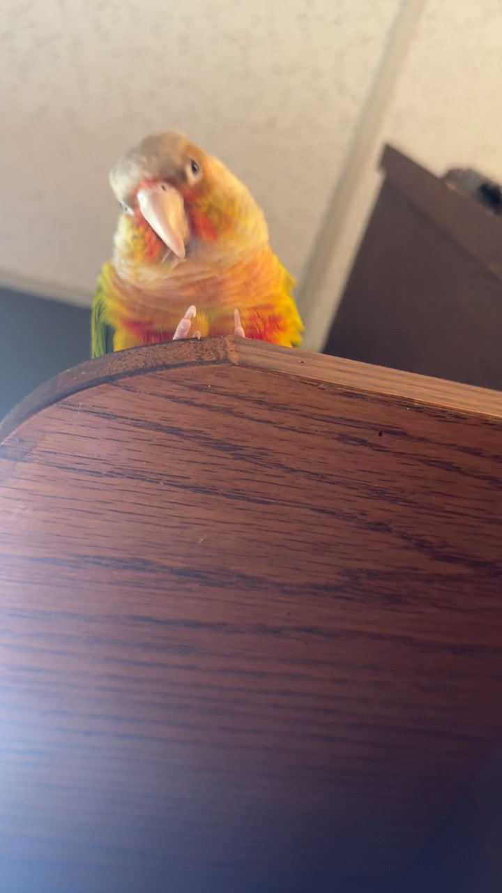 @Kuhboom.ttv🕸️