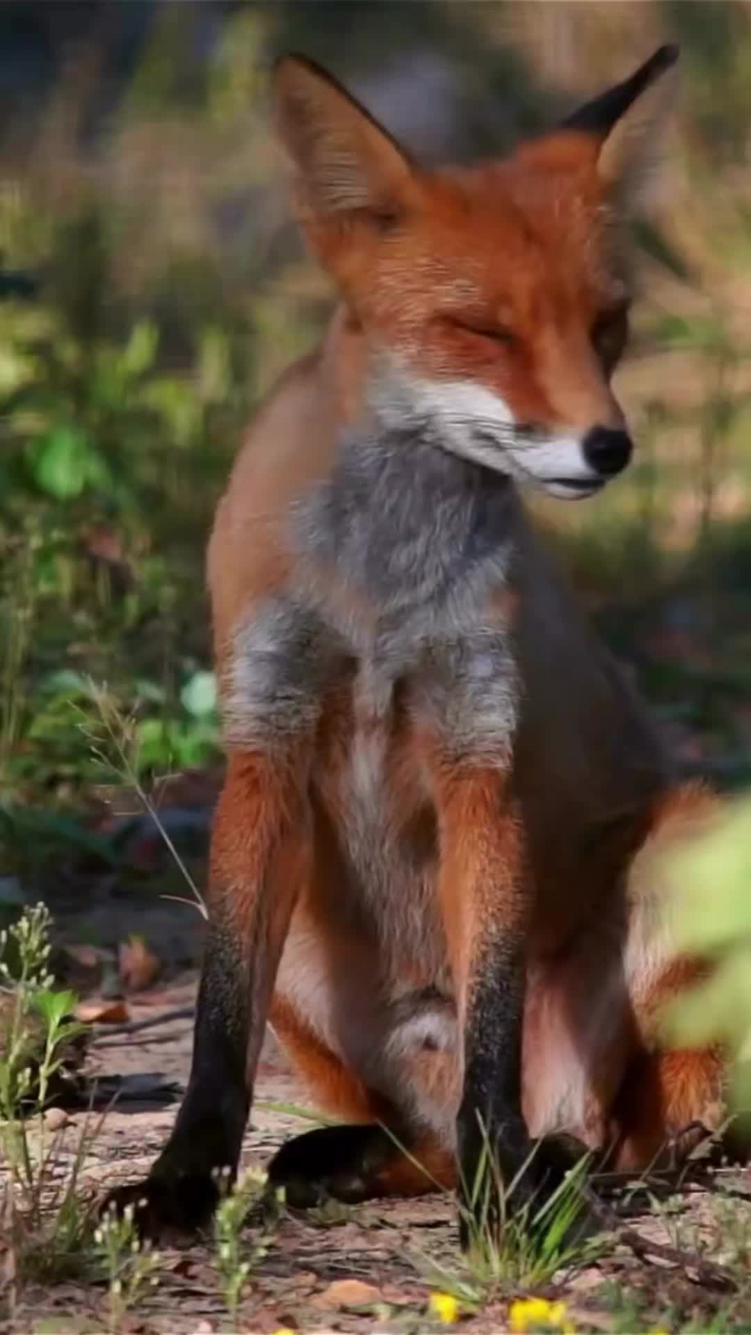 @Oldsilverfur