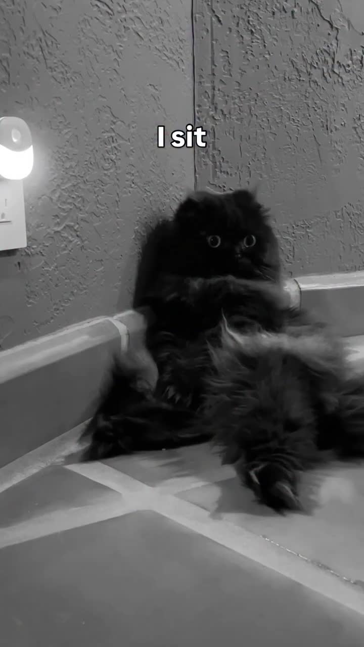 @Seamus the Scottish Fold