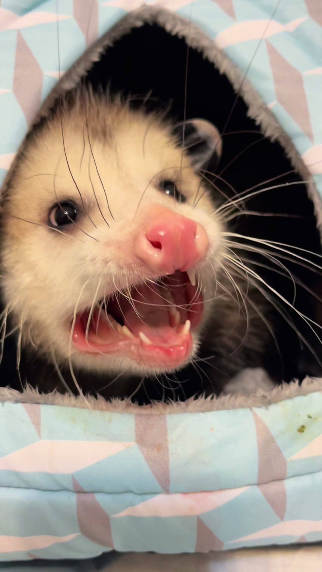 @GladysOpossum