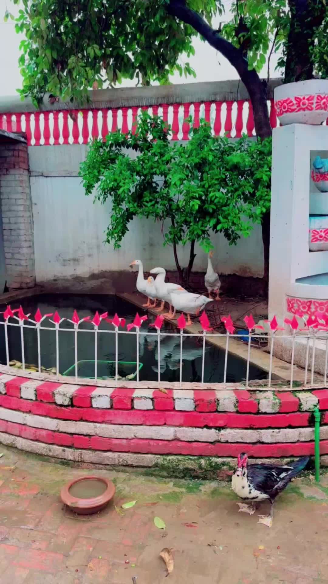 @چودھری ساجدگجر🔥