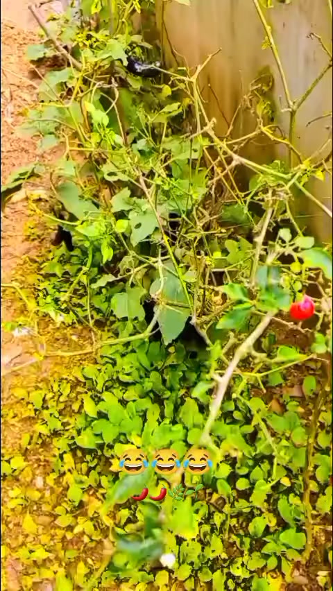 @अर्जुन सेन्चुरी &szlig;&kappa;.(गाउँले)