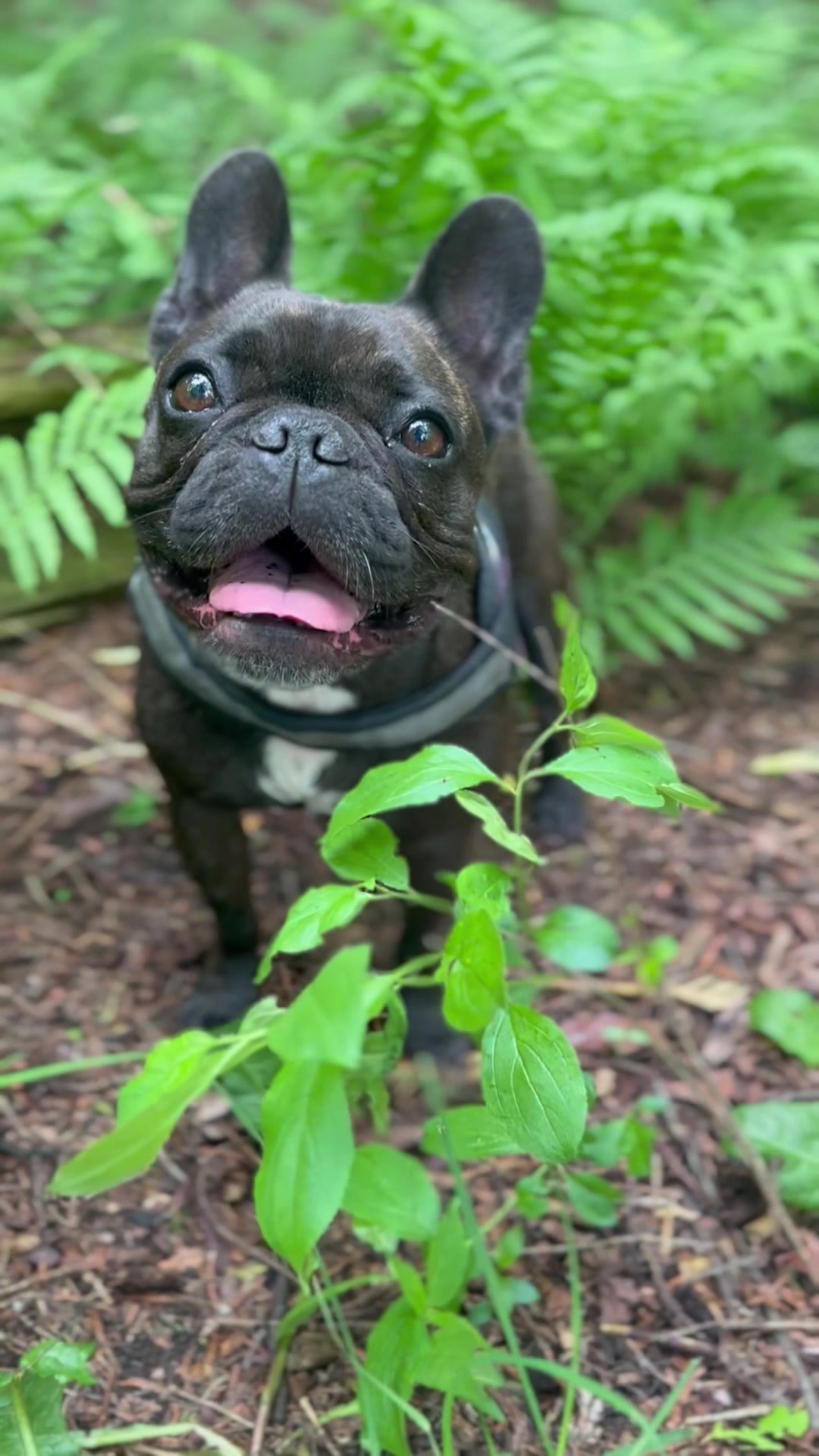 @Lucy the Frenchie