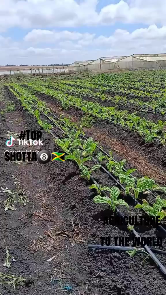 @issa farm📉