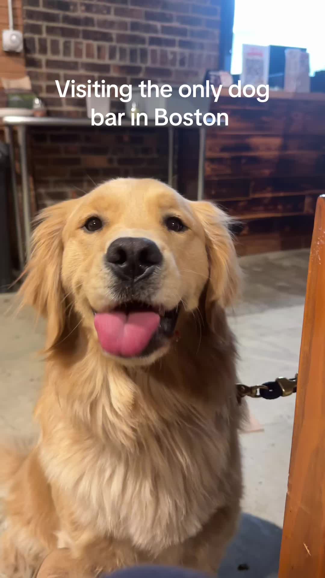 @Winter the Golden