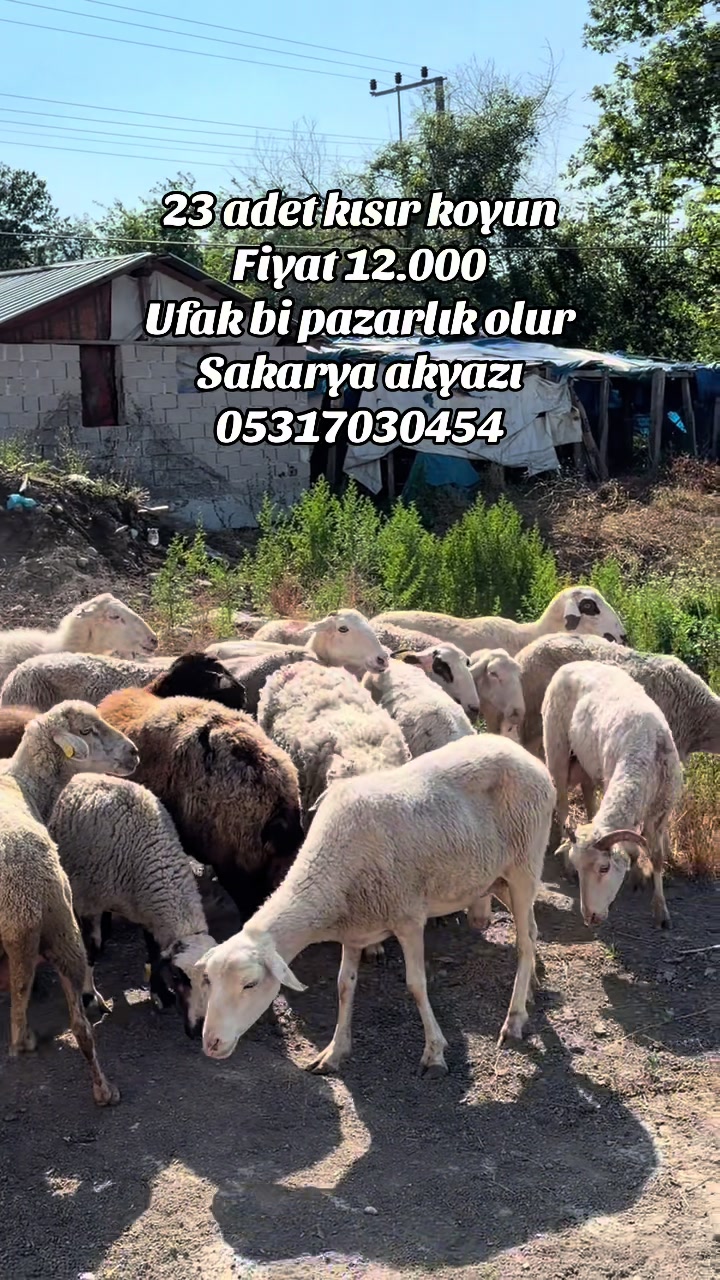 @Ibrahim Demir
