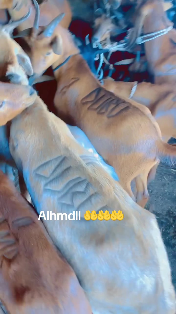 @babangidatukura0