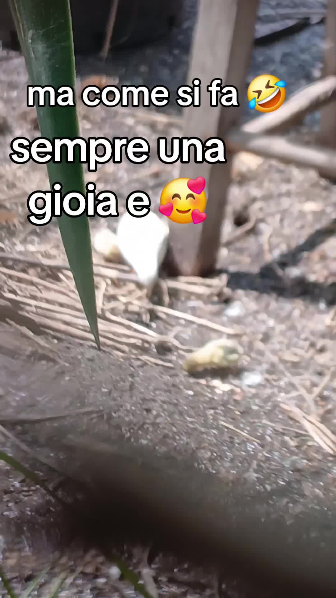 @Leonardo Dellacorte