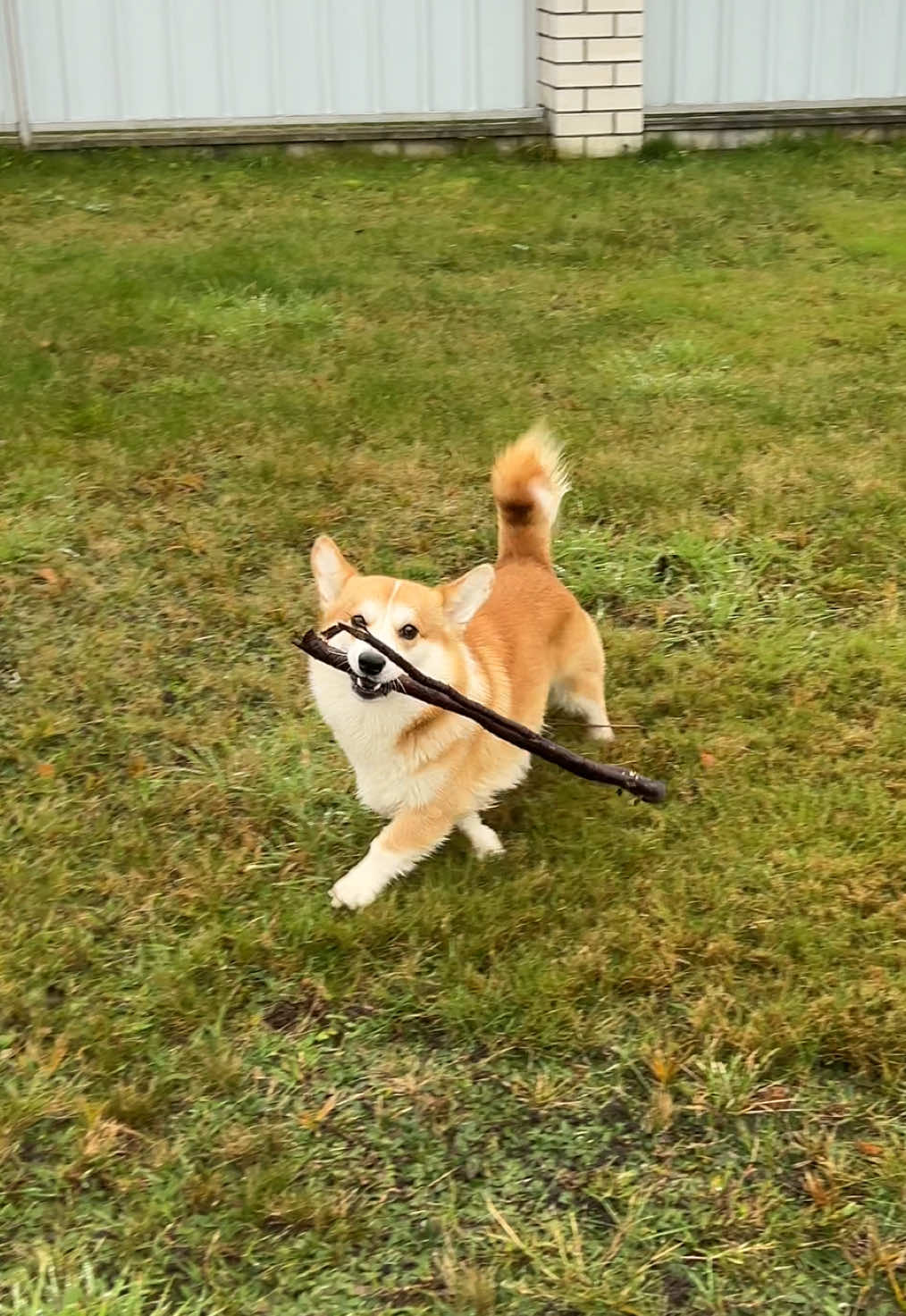 @corgimom.alntz