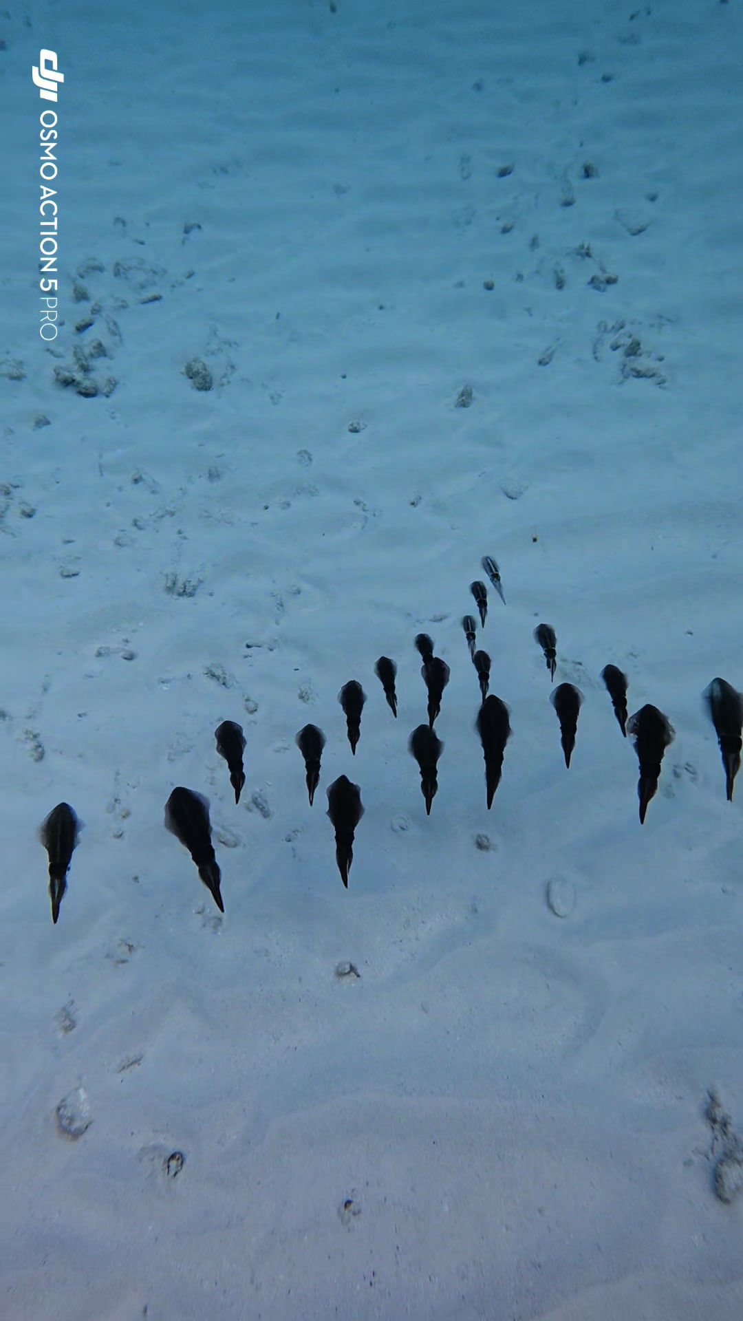 @dolphinsbonaire