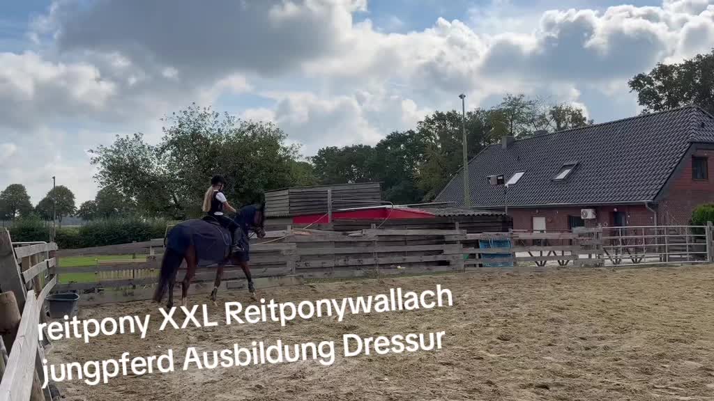 @Steffis_horse_world