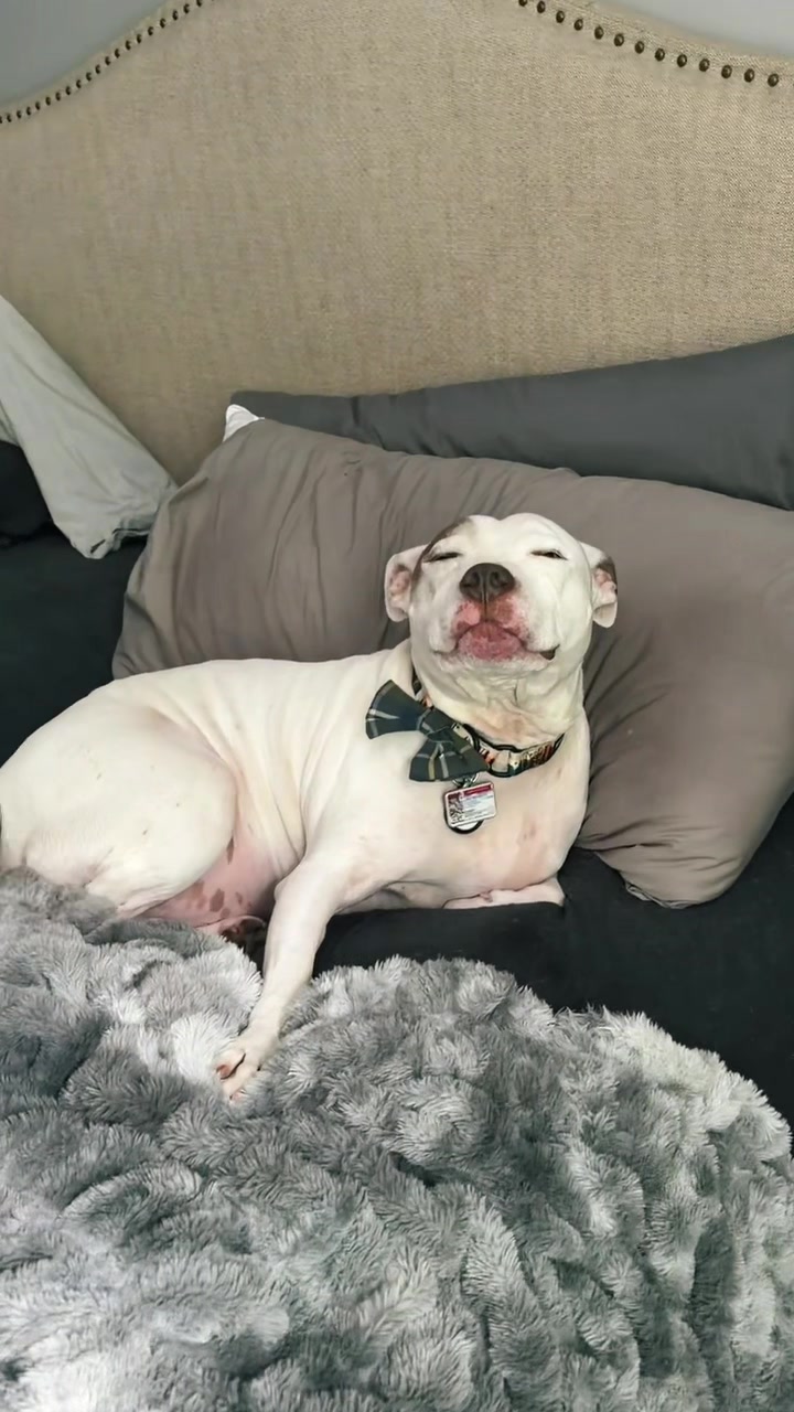 @Chewy the pitbull