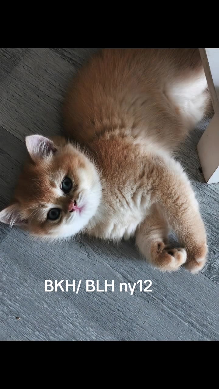@аристократ
