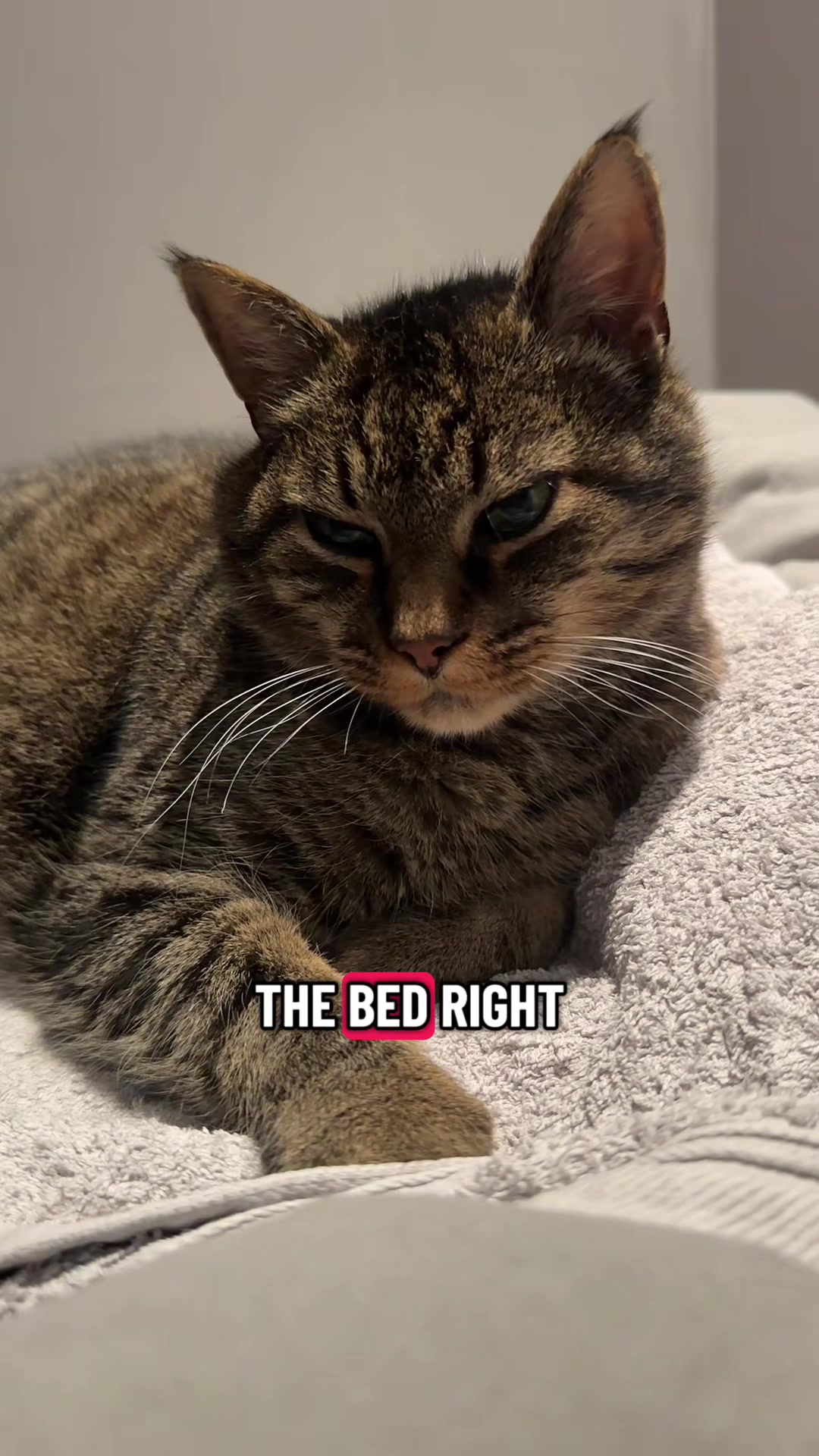@Joep_the_ rescuecat
