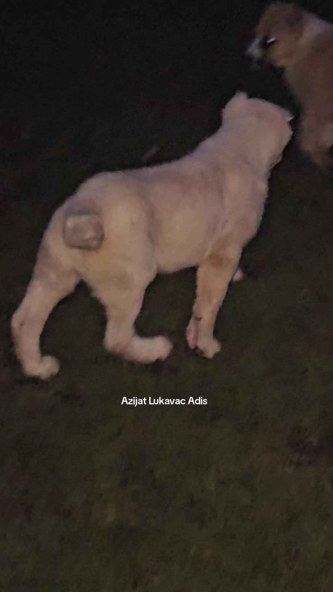 @Alabai Dogs Adis