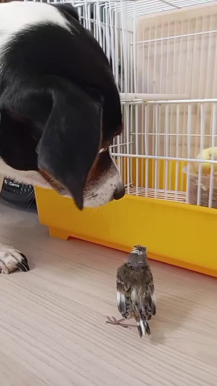 @dylan e diesel