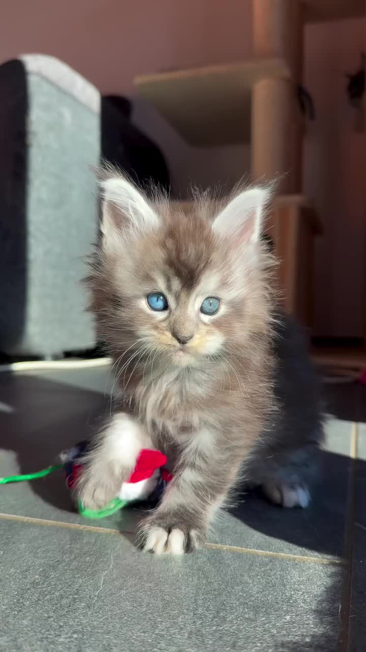 @Royal Mainecoon🇫🇷