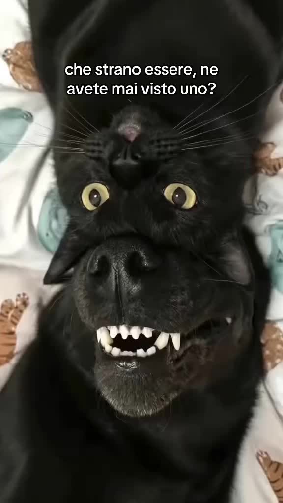 @ilmanu75