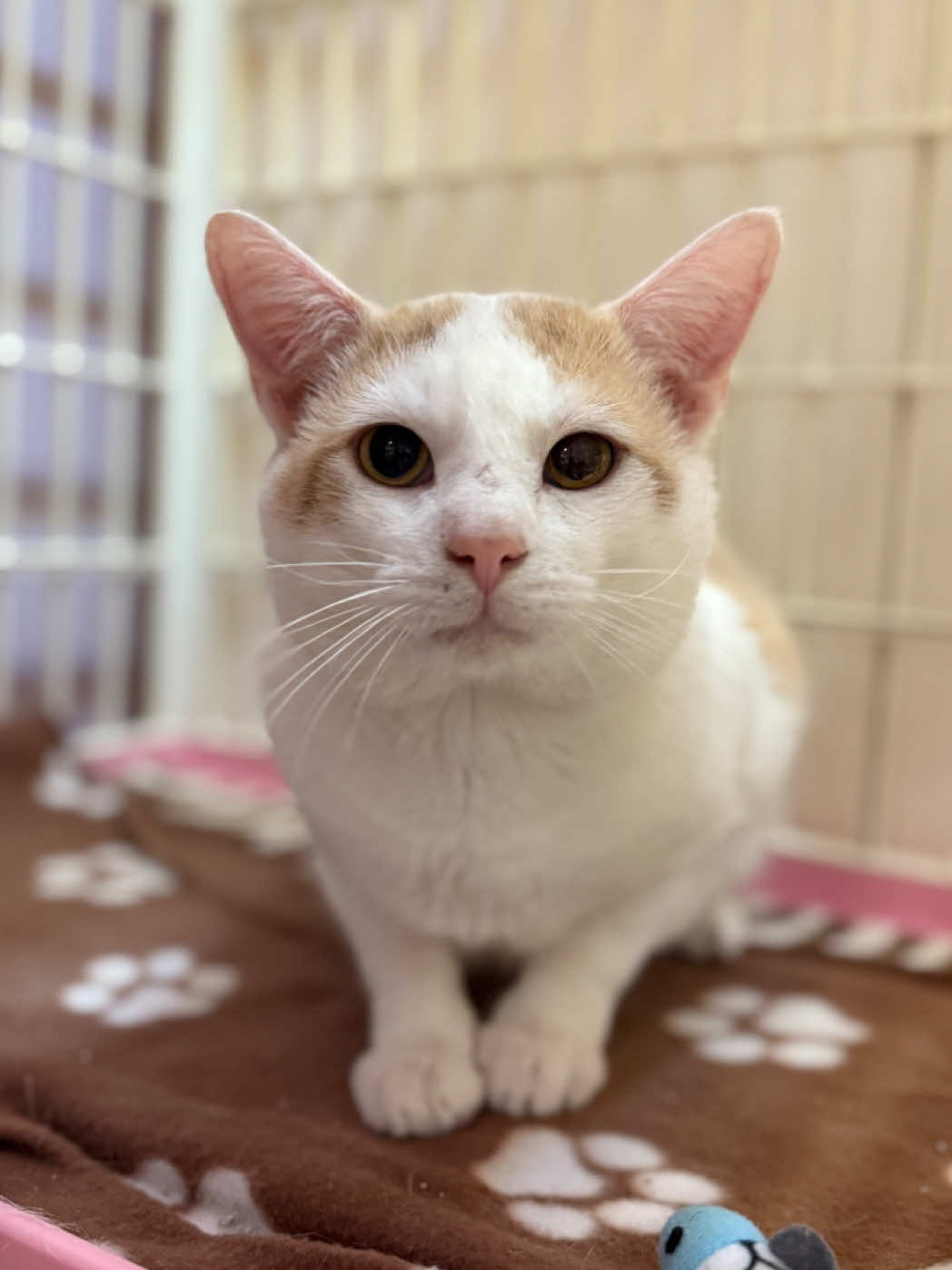 @sftsanimalrescue