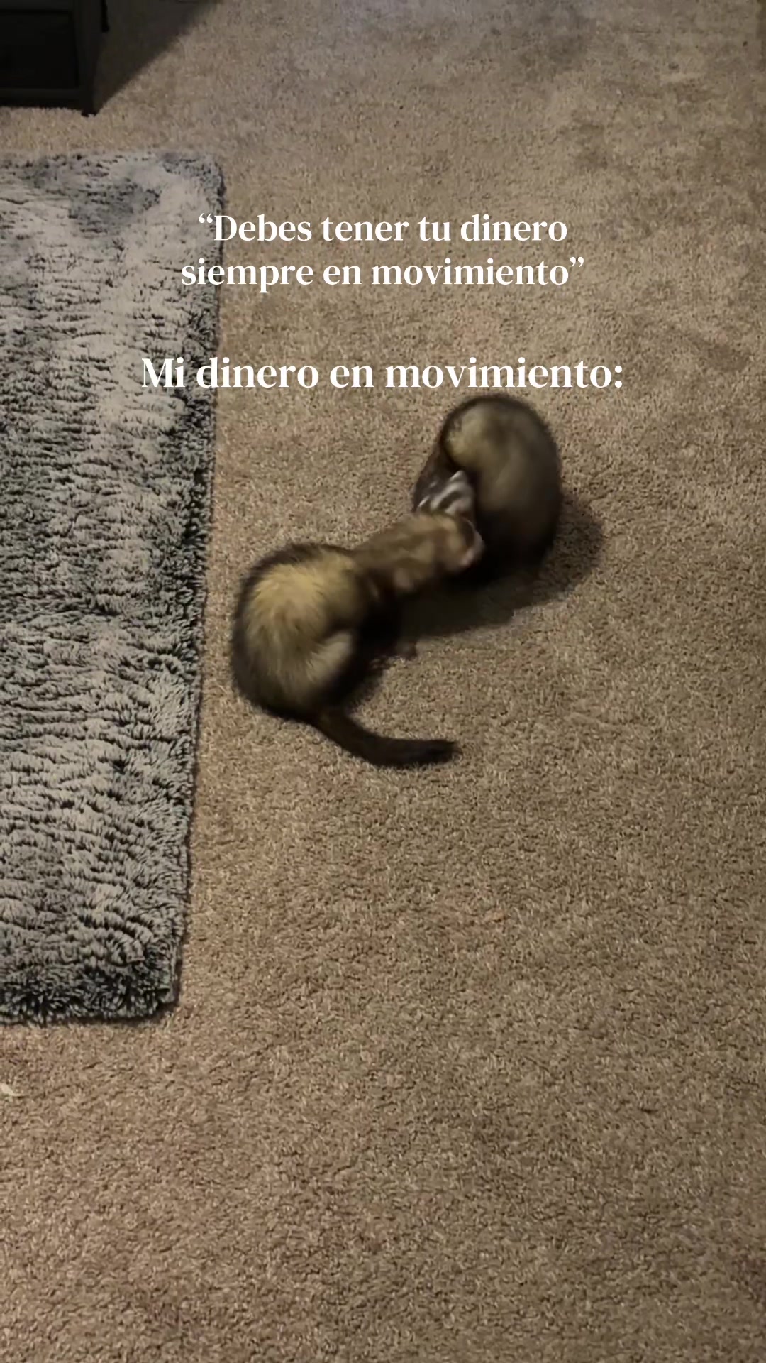 @oliverandstellaferrets