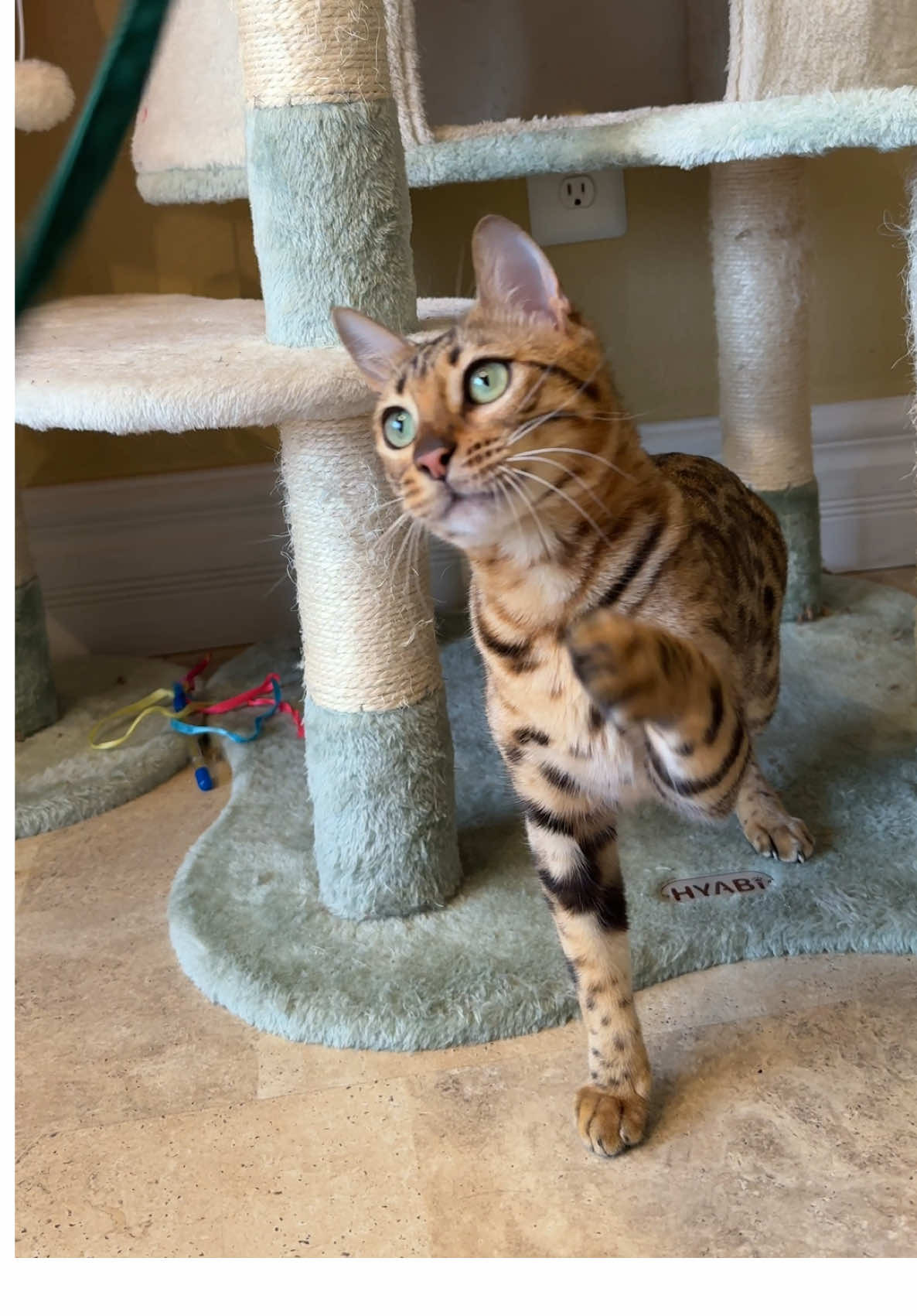 @Obi & Daisy The Bengals 🐆🐾
