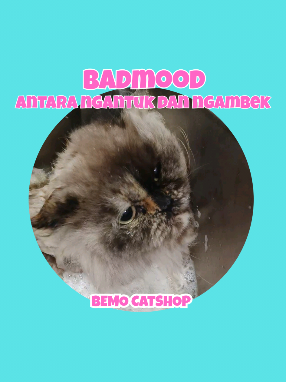 @Bemo Catshop