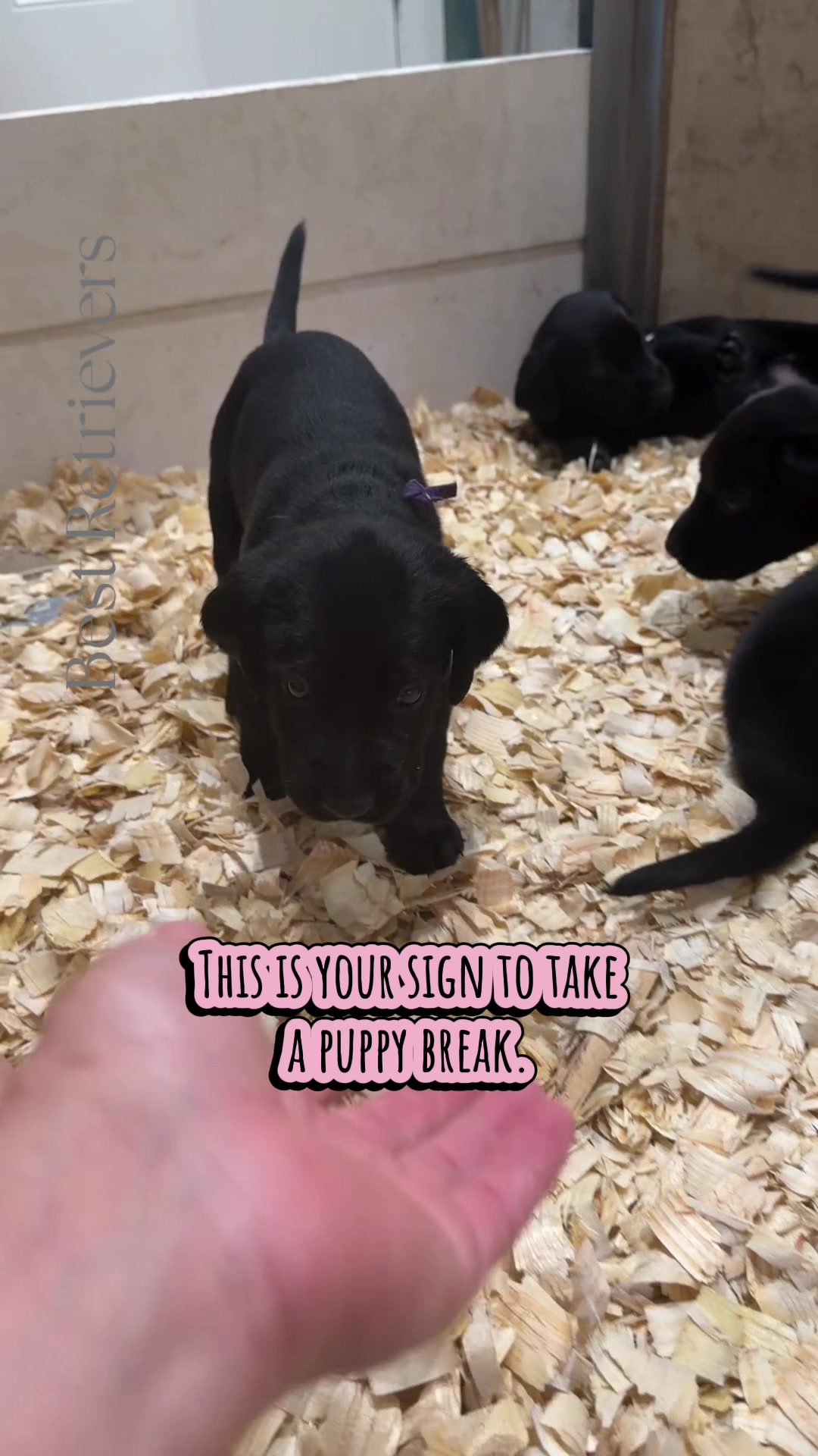 @Best Retrievers