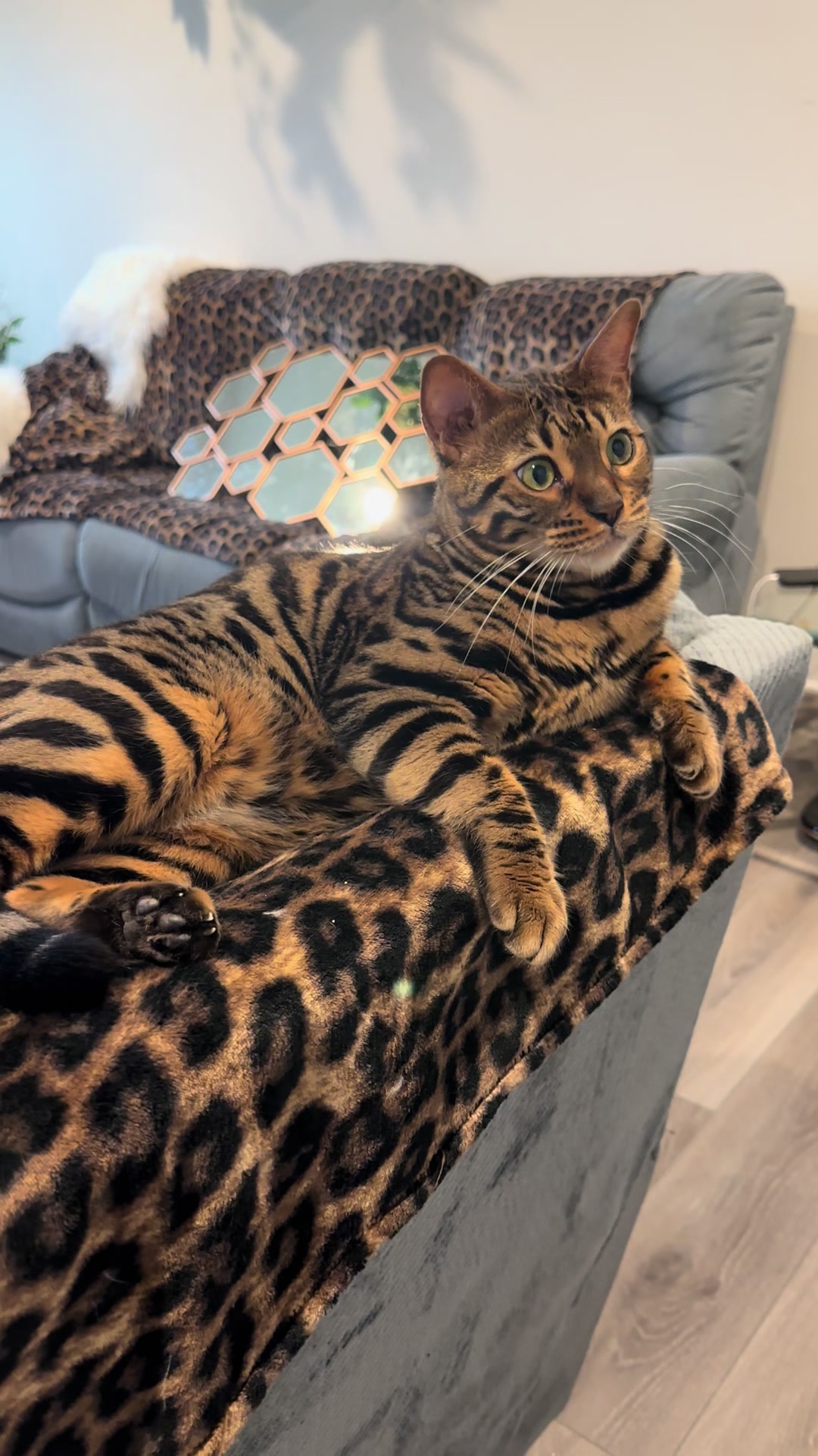 @Tiny Leopard Cats