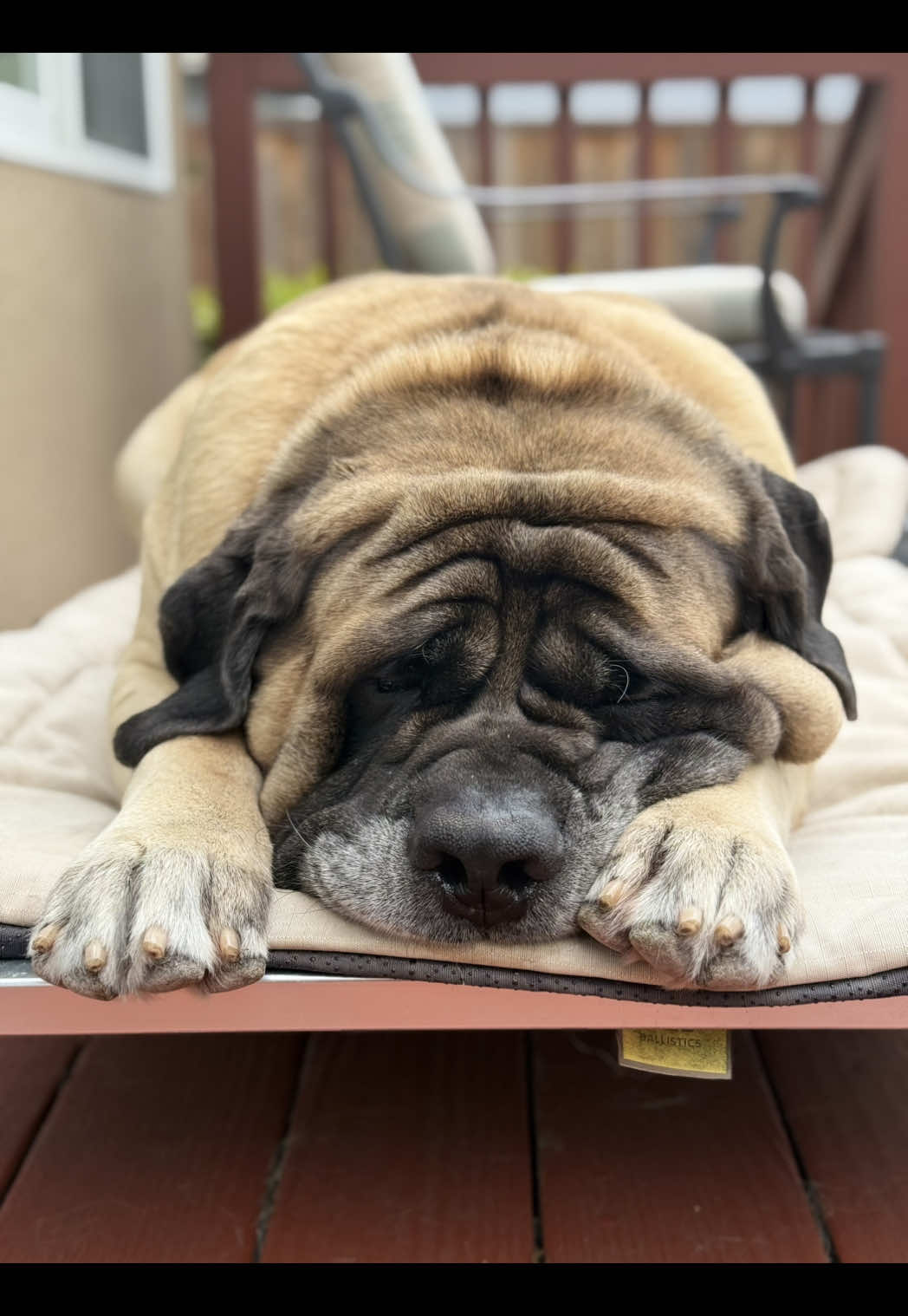 @Fronkythemastiff