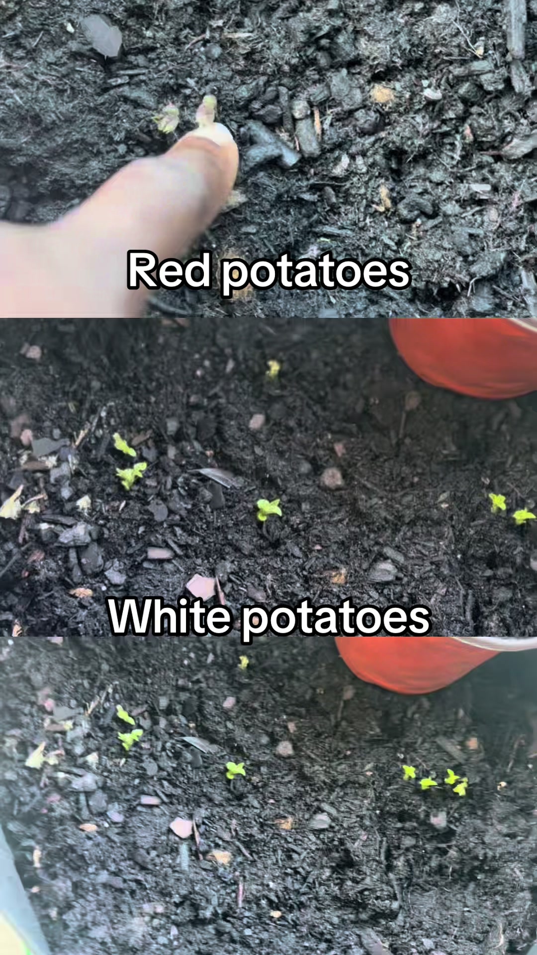 @greengirlgardens