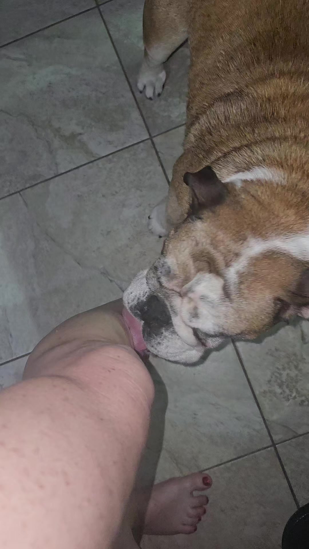 @vidadeperros