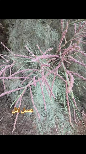 @مناحل ابوعبدالرحمن