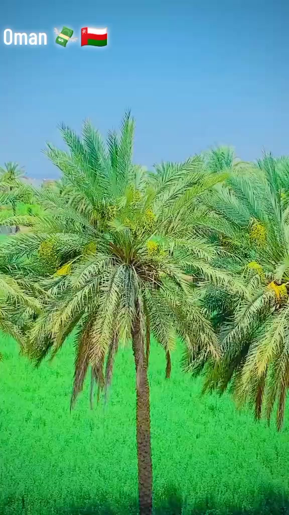 @anaskhalid5991