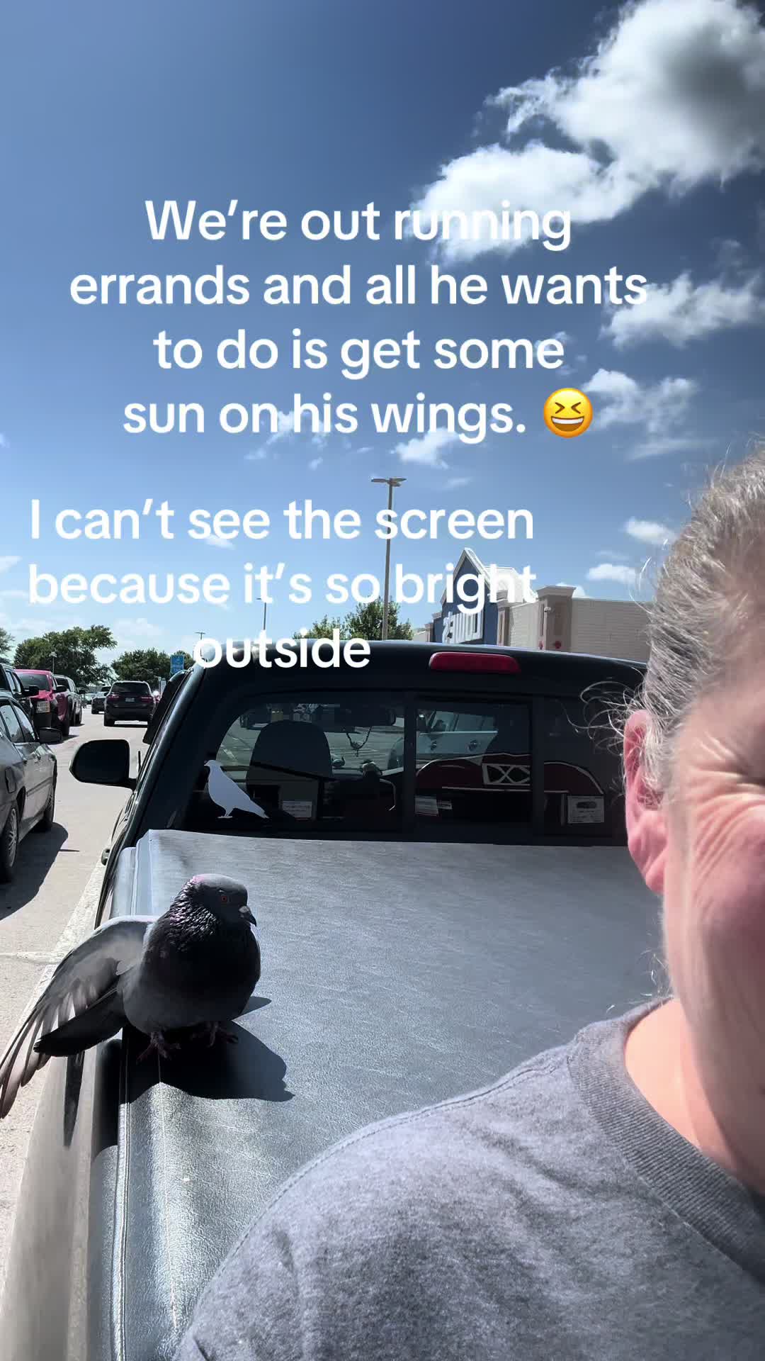 @Beebee The Pigeon