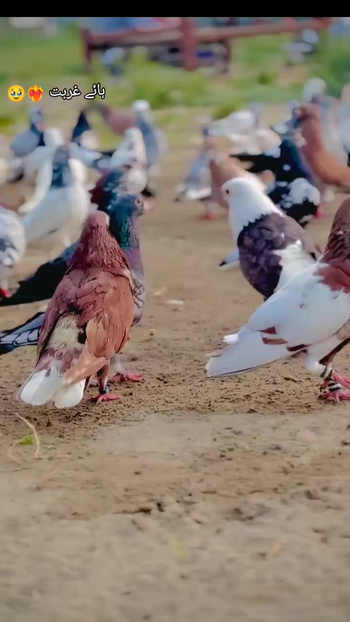 @عدیل رحمن لیہ وال کبوتر باز