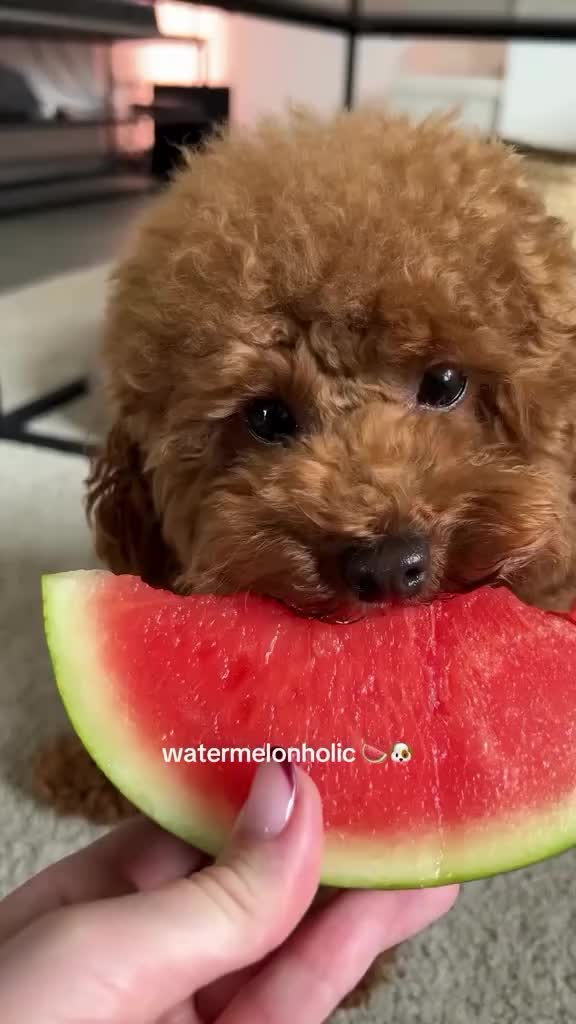 @homeraisedtinypoodles