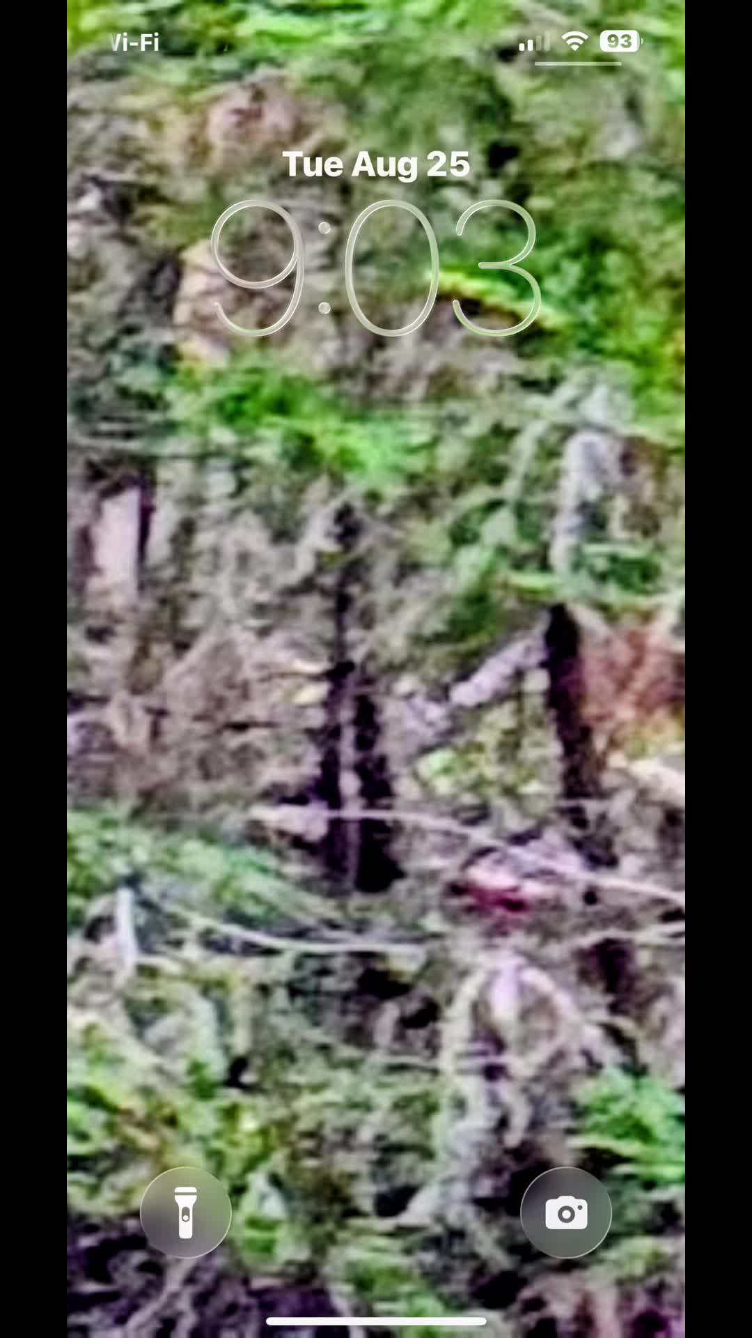 @🌲Forest Friend🌲🙏💗