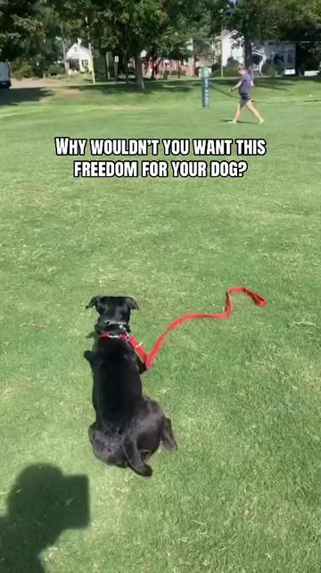 @DJ | Dog Trainer