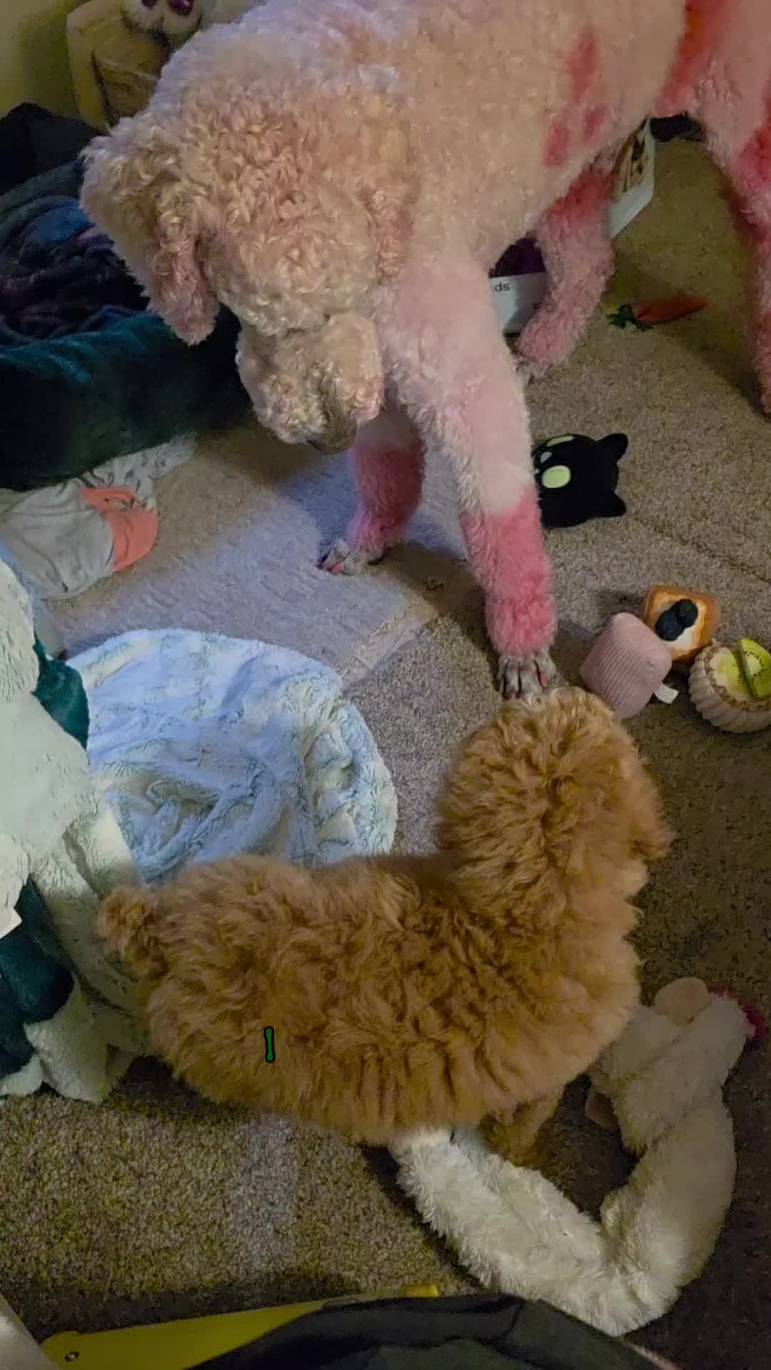 @The Official Poodle Queen™️