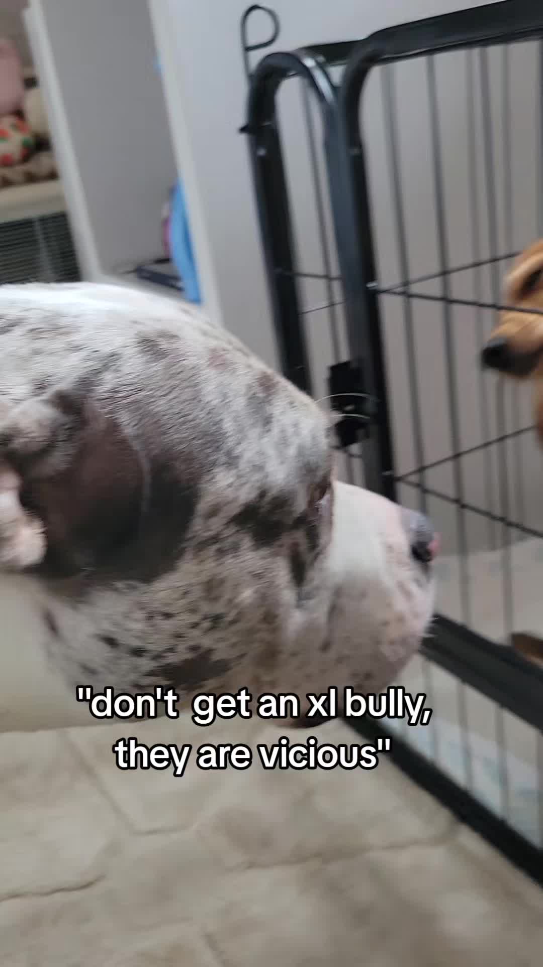 @kirsty+starlight the xl bully
