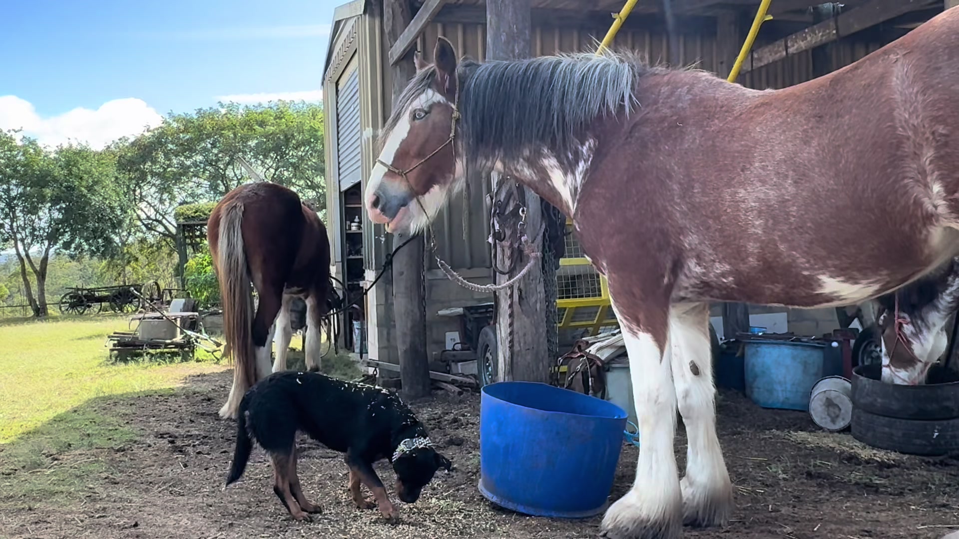 @Duneske Clydesdales
