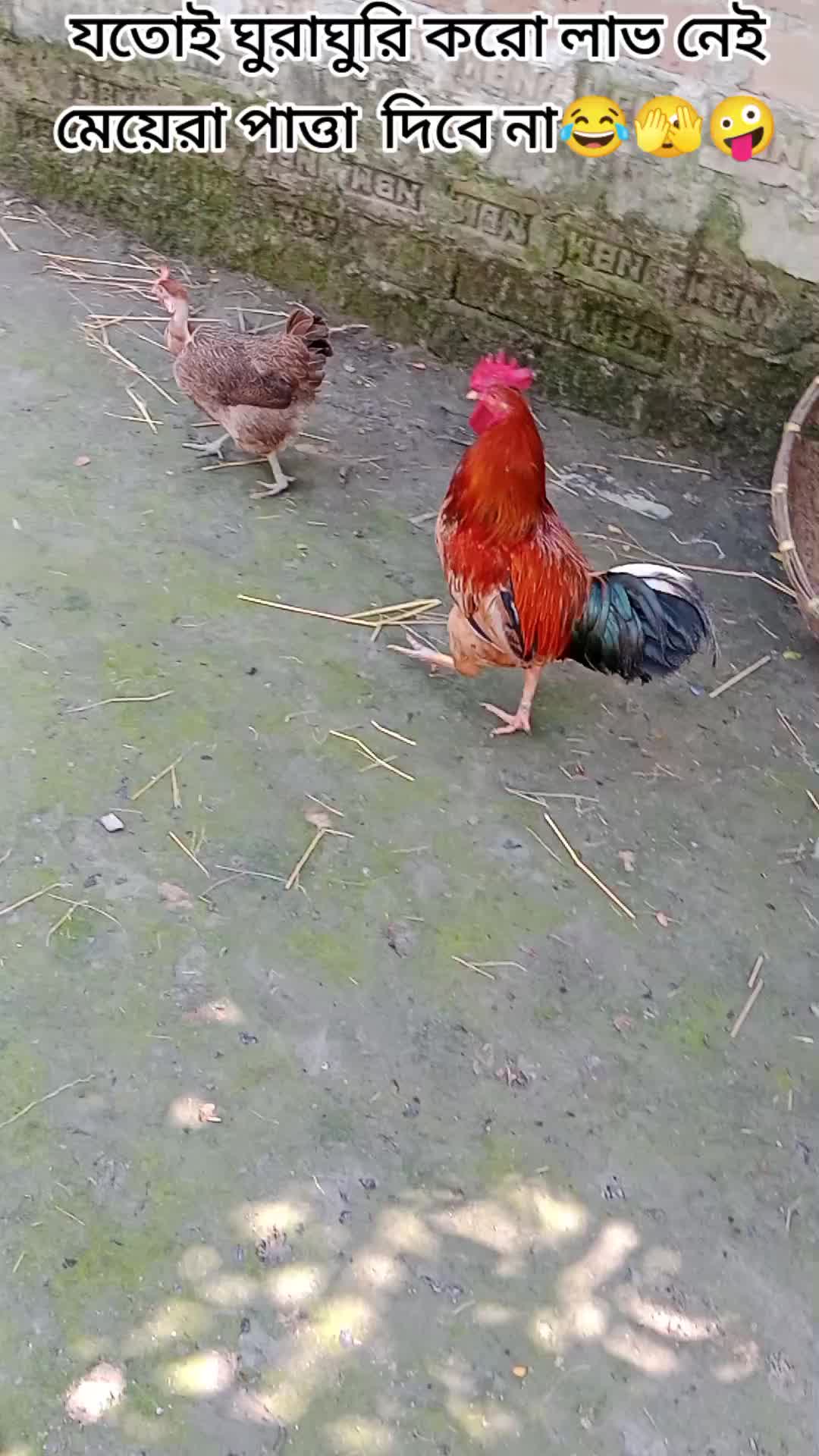 @✈️🍁প্রবাসীর★মহারানী🍁✈️