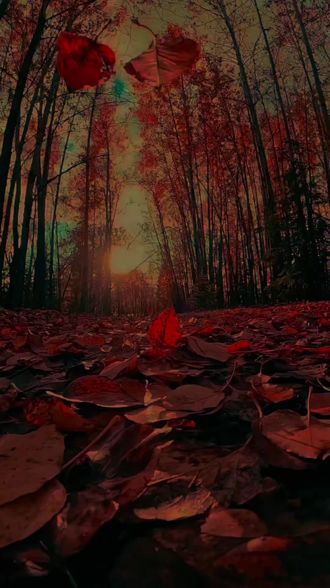 @Dreamer 🍂🍁