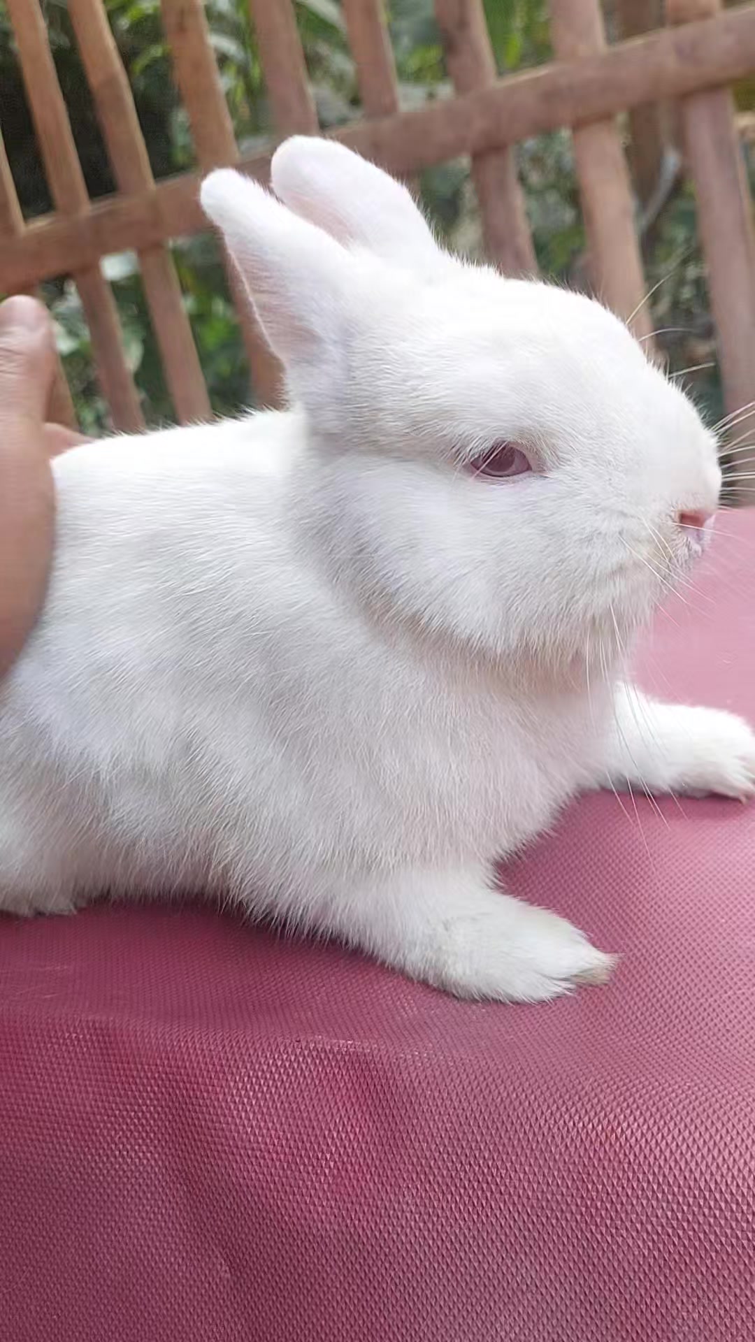 @Cileunyi Rabbit