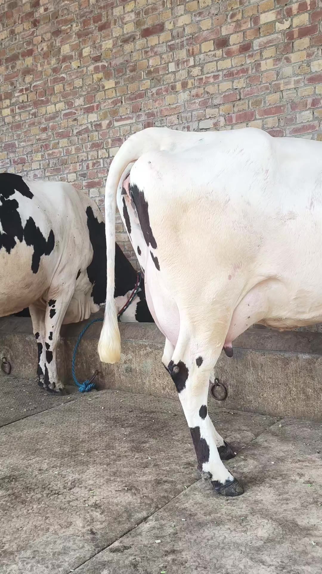 @joyia dairy farm